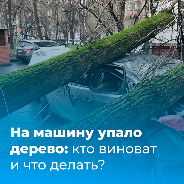 На машину упало дерево: быть может, виновата непогода