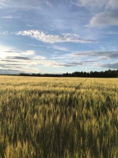 В Кудымкарском муниципальном округе стартовала уборка урожая